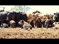 Life In The Australian Outback Australian Working Kelpies In Action Muster Dogs