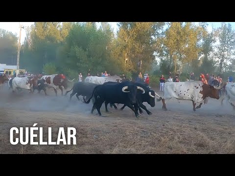 Cuéllar 2024 Tercer Encierro