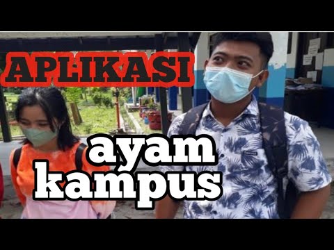 APLIKASI AYAM KAMPUS