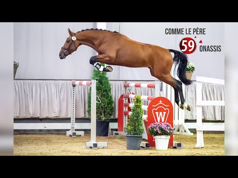 Westf. Hauptkörung Reitpferdehengste 2020: 59 Comme le père - Onassis - Ramino