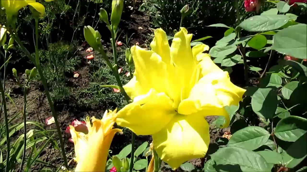 Дабл Кьюти лилейник махровый