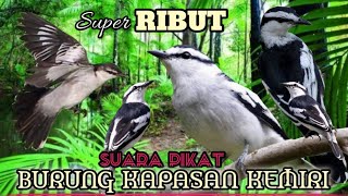 Download lagu Suara Pikat Burung Kapasan Kemiri. Suara Jernih. Cocok Sekali Untuk Mikat. mp3