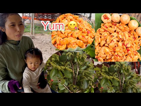 Natural Fruit - Khmer Fruit - Claw Grab Fruits With Health Benefits of Santos Fruit