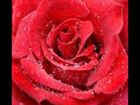 download lagu mp3 mp4 Buket Med Roser, download lagu Buket Med Roser gratis, unduh video klip Buket Med Roser