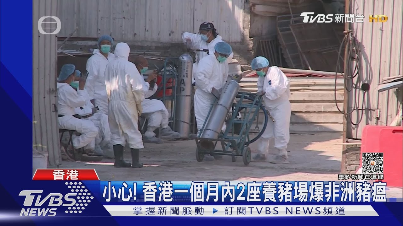國人出國旅遊注意!香港月內2座養豬場爆發非洲豬瘟