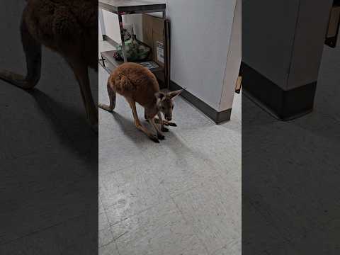 Look at this!!! Florida exotic pet store #cute