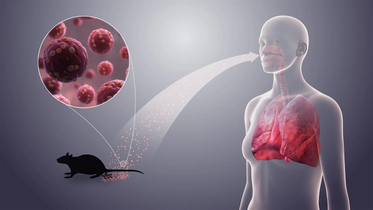 Hantavirus: What You Need to Know (Featuring Marion Koopmans)