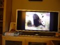 SD Zoo