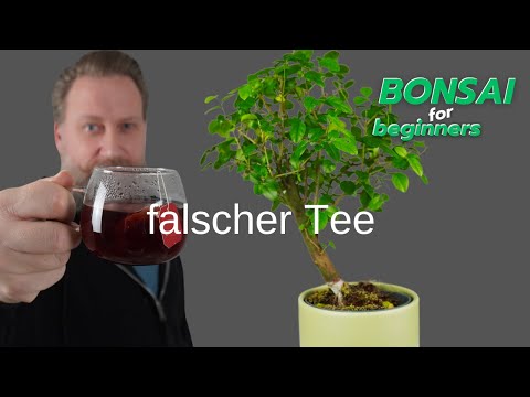 ZimmerBonsai |  Sageretie genannt:  "falscher Tee"  |  Indoorbonsai pflegen gestalten und schneiden