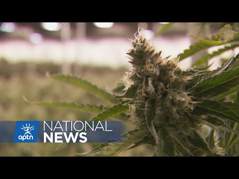 New Indigenous-led fund assisting pot industry | APTN News