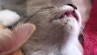 #ハク #ラテ #保護猫 #生後4ヶ月 猫のちゅぱちゅぱの口はこうなっていた！！