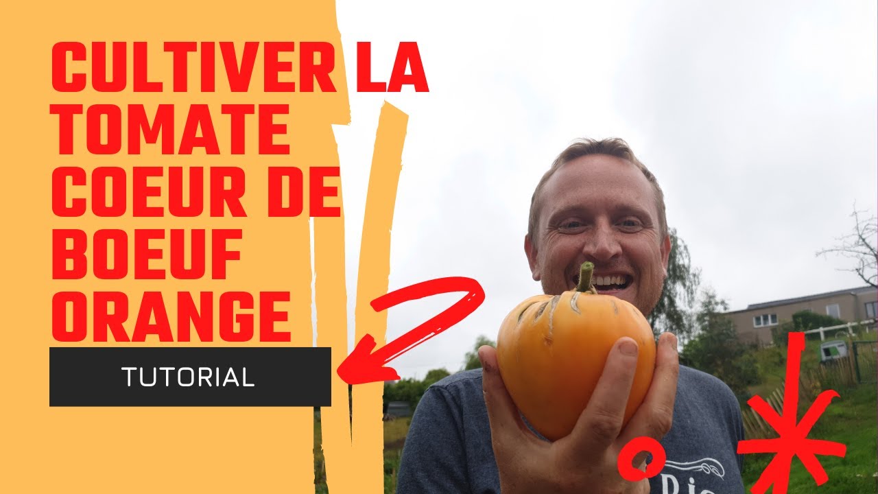 Culture de la Tomate Coeur de Boeuf Orange