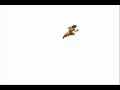 Goku Stick Man Overkill Wmv