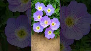 Download lagu bunga bunga indah cantik #shorts #bunga mp3