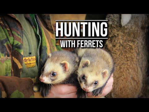 , title : 'Hunting with Ferrets | TAOutdoors'