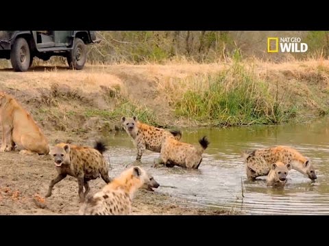 Hyenas surround two lions