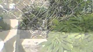 alcohol p*ssy &amp; weed