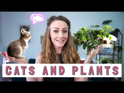 How to keep cats away from houseplants