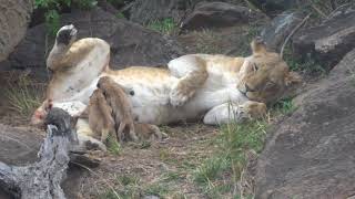 Rare footage of New born lion cubs, Masai Mara, Kenya