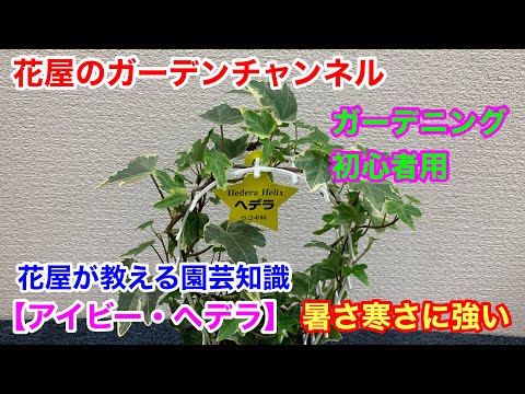 斑点のあるアイビー 植物