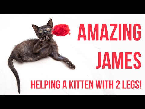 Helping a Kitten With No Back Legs (+ Tips for Mobility Challenged Kittens!)