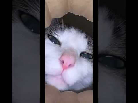 SNACK TIME#cat #fypシ゚viral #fyp #cute #shorts #youtubeshorts