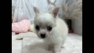 チワワ（ロング）の動画01