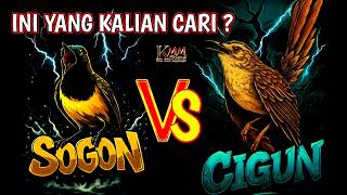 Download lagu Yang dicari para sogon mania 🔥 Masteran sogon materi isian mewah full tembakan mp3