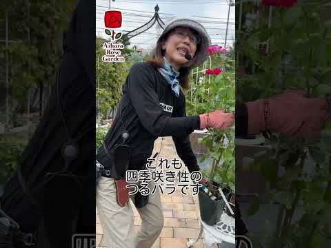 つるバラ「マニタ」 植物