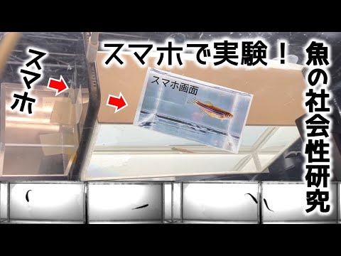 【研究室紹介】スマホで魚の社会性研究！？「研究に大切なのは、アイデアと粘り強さです！」（制作：小島祥太朗）