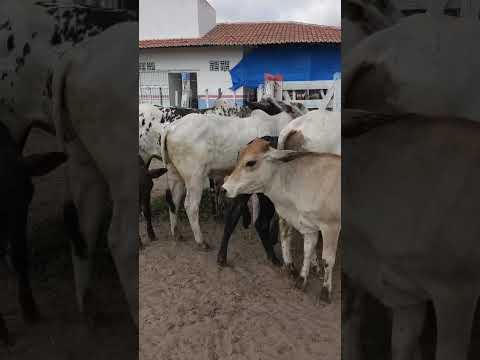 Garrote à venda em Jurema-PE