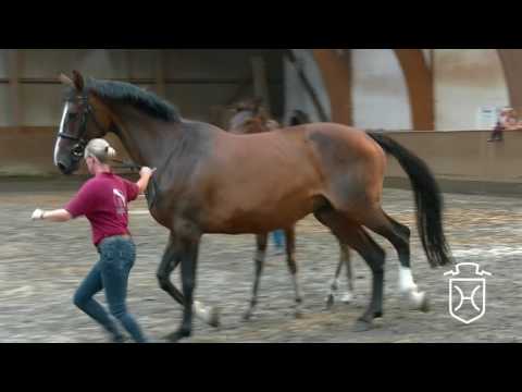 HEI194 Stutfohlen von Amber   Quantum   Lacantus