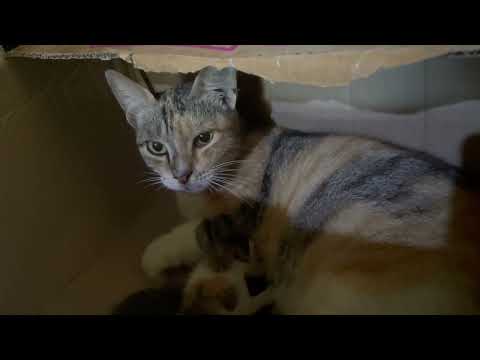 mama cat feeding her baby kittens | baby kitten nursing & kneading on their mom's tummy
