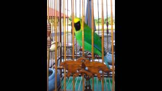 Download lagu denak burung daun terbaik @ acutra cafe mp3