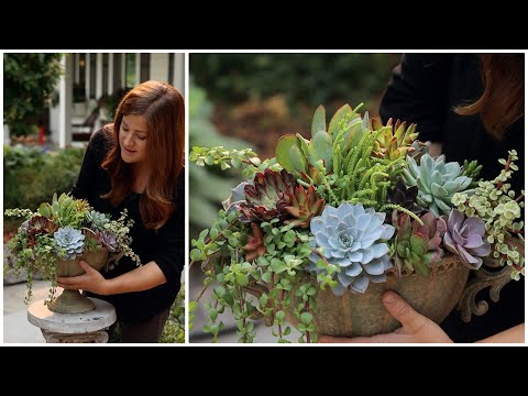 Arranging Succulents in an Urn!  🌿🥰💚 // Garden Answer
