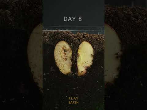 The decay of apples in a earth worm box