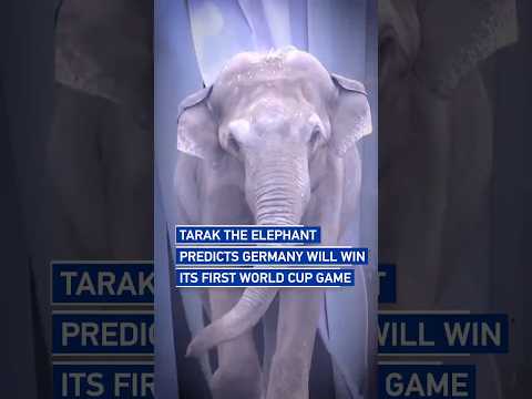 Tarak the elephant predicts Germany will win its first World Cup game