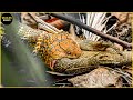 King Cobra Swallows Lizard & 45 Amazing Moments Snake Vs Lizard