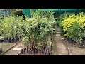 Beautiful ️ Flowers Nursery Near Utran Railway Station Surat