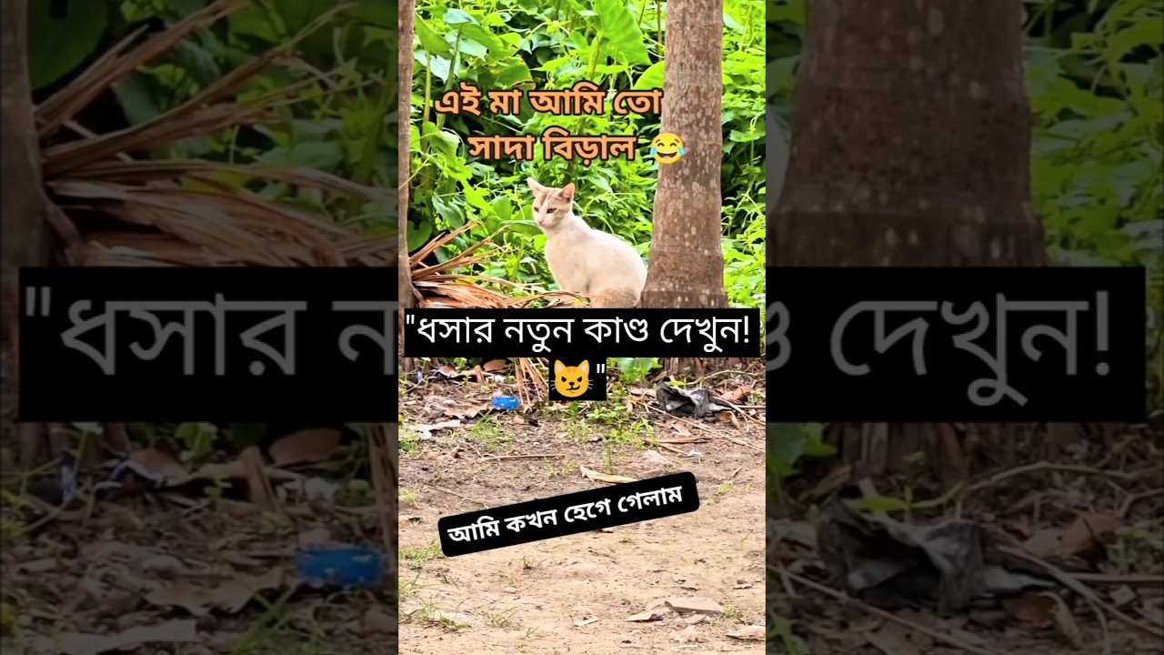 ধসার কীর্তি দেখে হাসতে হাসতে শেষ! 😂🐱 #DhosaCat #Shorts #Viral