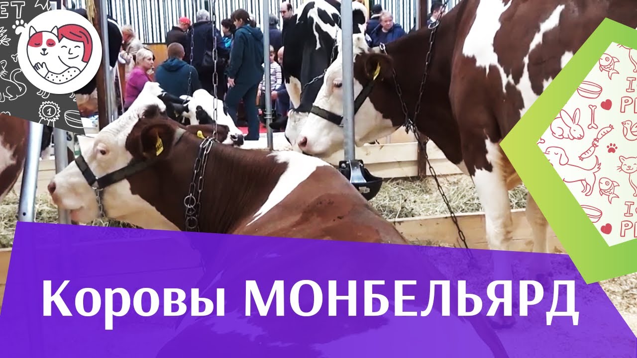 Монбельярд на ilikepet. Особенности породы, уход