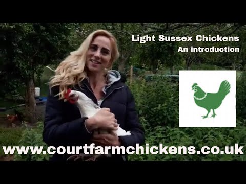 , title : 'Light Sussex Chicken - Introduction to the breed'