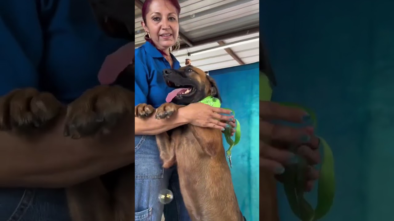 Enlarge Canelo, a Adoptable mixed breed in Fabius, NY video 6/6