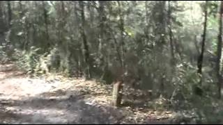 preview picture of video 'Jacksonville Arboretum and Gardens Hike'