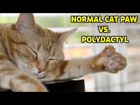 What Are Polydactyl Cats?