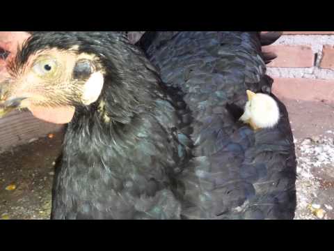 Galinha... Mãe é Pra essas coisas 😂