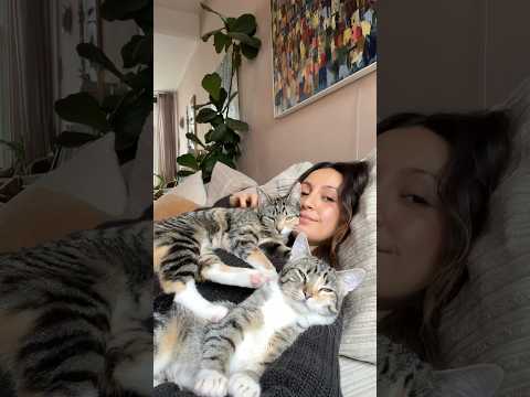 The purring only got way louder 🤣🥰♥️ #purring #cats #rescue #cuddlycats #cuddles #catasmr #healing