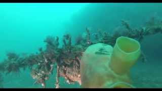 preview picture of video '2015-03-28 Auke Rec Dive'