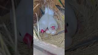 Download lagu White Java Breeding | breeding progress | Java | #java #breeder #pair #chicks #parrot mp3