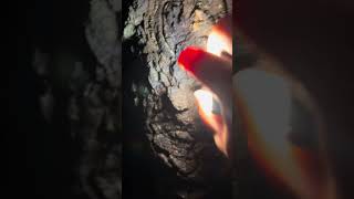 【閲覧注意】2026年クワガタ捕獲part2